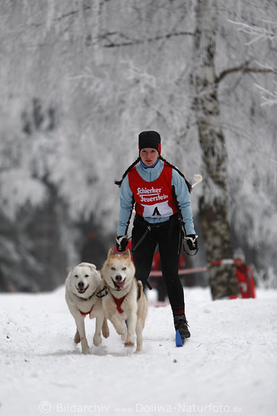 Skiluferin im Hundeskirennen Winterfoto gezogen durch Hundepaar zwei Husky in silbernen Schneelandschaft bei Benneckenstein im Harz