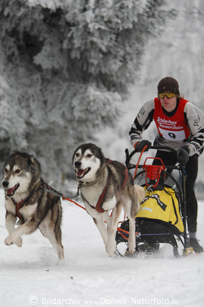 Schlittenhunde Husky-Paar rennen auf Schnee im Gespann stehen Hunde Schlittenfahrer silbernes Winterbild