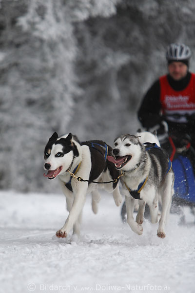 Husky-Schlittenhunde Paar im Renngespann auf Schnee silbernes Winterbild vor Hundeschlittenfahrer