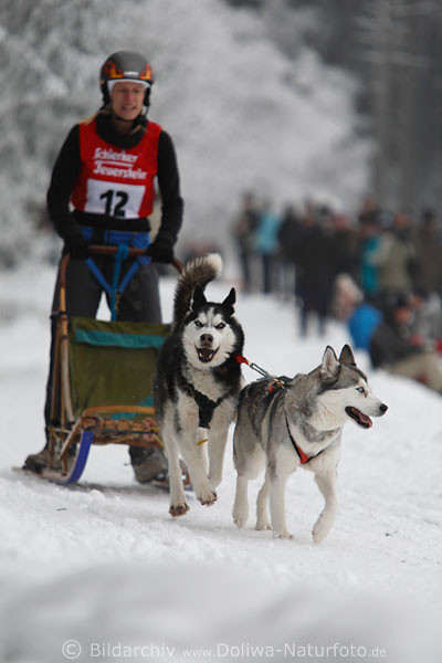 Schlittenhunde haben es nicht immer eilig auf Rennstrecke Winterfoto vom Benneckenstein