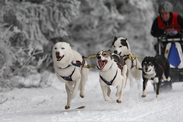 Schlittenhunde Spass dynamischer Rennlauf Foto schweben in Vierergespann mit Fahrer