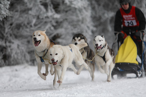 Vierergespann Schlittenhunde Foto dynamischer Rennlauf in weisse Winterlandschaft