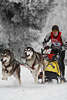101428_Schlittenhunde Husky-Paar rennend auf Schnee im Gespann vor Hundeschlitten mit stehendem Schlittenfahrer im silbernen Winterbild