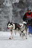 101463_Husky-Schlittenhunde Paar im Renngespann rennend auf Schnee im silbernen Winterbild vor Hundeschlittenfahrer