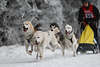 101465_Vierergespann Schlittenhunde dynamisches Rennlauf Foto mit Fahrer in weissen Winterlandschaft