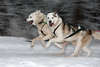 Schlittenhunde Renngespann Laufbewegung Blick in Kamera dynamisches Porträ