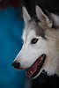101532_Husky Tierliebling lachende hübsche Fresse im Tierkopfporträt Schlittenhund helle Schnauze nach Hundeschlittenrennen