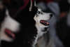 101535_Doppelschnauzen schwarzer Husky mit weissem Maul Foto, Schlittenhunde seitliches Kopfporträt