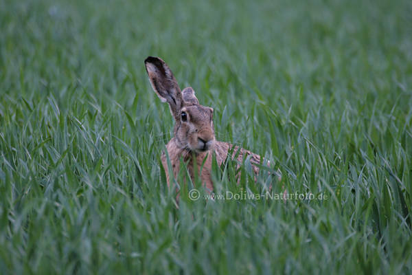 Alter Hase Naturbild Langohr in Grngras