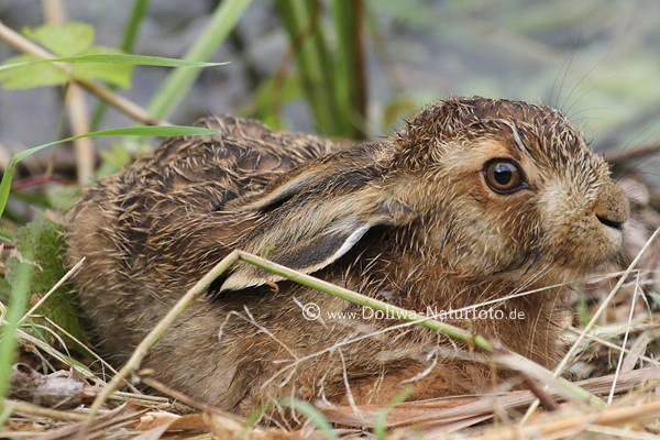 Hasenbaby im Nest liegend Feldhase Tierkind