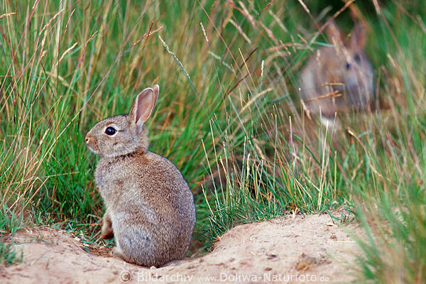 Junges Wildkaninchen am Bau sonnen in Gräser Tierpaar Wildlife Porträt Naturfoto