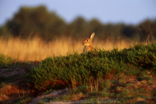 Wildkaninchen in Morgenlicht am H�gel hochstehend Wildlife photo Neugier