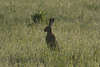 Feldhase Foto Naturportrt Wildlife Tierbegegnung in  Kulturlandschaft