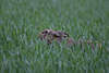 Alter Feldhase Photo Tierbild in Naturfauna Wildlife Tierbegegnung Portrait