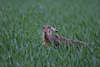 Feldhase Tierfoto Wildlife Portrait Lepus europaeus Photo in Natur Feldgras