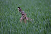 Alter Hase Photo Naturbild Tier Wildlife Portrait Langohr in Grngras