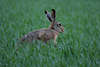 Alter Hase Langohr in Gras Wildlife Portrait Foto in Naturfrhling