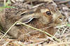 Hasenkind Junghase ssse Schnauze Naturfoto Tierbaby in Gras liegend Wildlife Bild