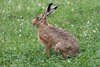 Hase Naturbild Feldhase Wildtier groes Portrt auf Wiese Lepus europaeus Foto