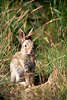 0364_ Wildkaninchen Jungtier Kuscheltier Foto beim Sonnen am Bau