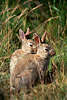 Wildkaninchen Paar NaturTierfoto LneburgerHeide