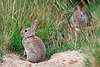 0367_ Wildkaninchen im Gras an ihrem Bau