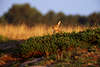 Wildkaninchen neugierig am Hgel in Morgensonne Foto, Lneburger Heide Tierfoto