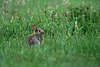 0441_ Wildkaninchen Junges Kleintier im Gras Naturbild auf Wiese
