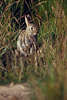 0530_ Junges Wildkaninchen Paar Portrait, Kaninchen - Oryctolagus cuniculus beim Sonnenbad in Natur