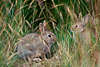 Wildkaninchen Naturbild Tierpaar in Grser hocken am unterirdischen Bau