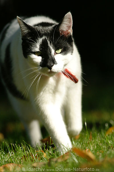 Bskatze bedrohlich Bild Marsch in Wiesengras schwarz-wei laufend in Natur
