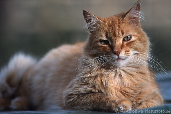 Braunfellschnling Fotos langes Schnurrbart Kuscheltier dichtes Fell Kopfbild