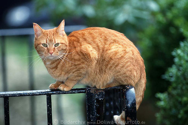 Gartenkatze Tierfoto sitzen auf Gelnder hellbraun Bild im Grngarten
