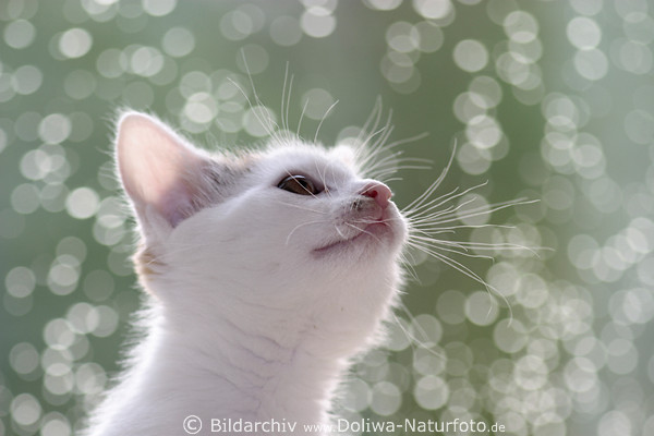 Kätzchen Schnauze Schnurrbart Foto Weißkatze Nase Porträt Regentropfen Sonne-Reflexe