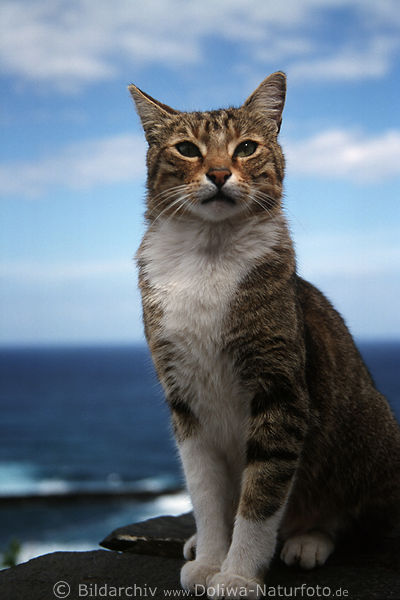 Mauerkatze Hochsitz vor Meer Himmel Horizontblick