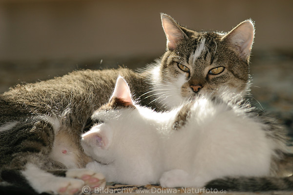 Ktzchen saugt Muttermilch von Katzenmama Foto Katzenbaby an der Mutterbrust wird gesugt