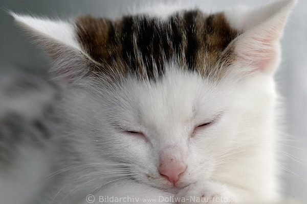 Schlafendes Ktzchen Bild Schnauze Nase Ohren Nahfoto sss weiss Miezekatze