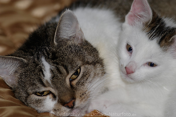 Katzenmutter mit Ktzchen weiss Baby niedliches Paar Foto Portrait dsen auf Bettdecke