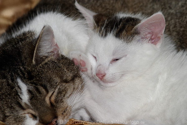Katzenschlaf Foto ssses Tierbaby mit Mutter niedlich kuschelnd auf Bettdecke