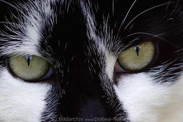 Katzenaugen Bild Grnaugen Grofoto Stirn schwarze Haare Weikatze