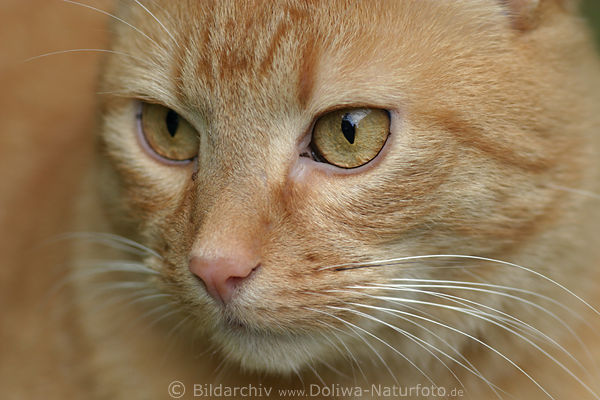 Katzenschnauze hell-braun Fell Miezekatze Nschen Augen langes Schnurrbart