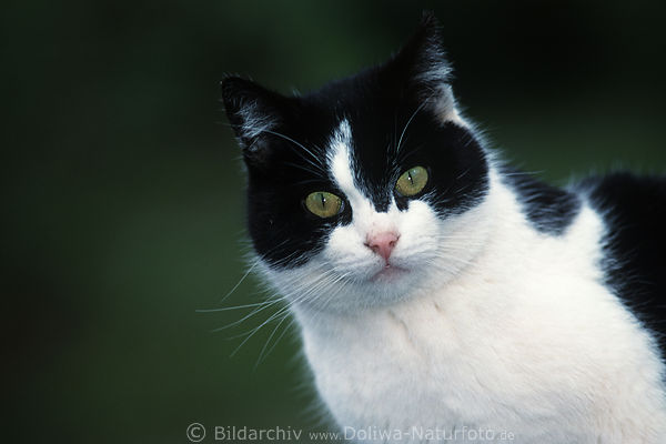 Ktzlein-Schnute Tierportrt Naturfoto schwarz-wei Katze Kopf mit Schnurrbart
