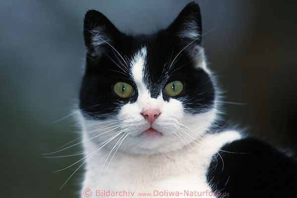 Se Schnute Ktzlein Schnauze Bilder Tierportrt Groaugen Schnurrbart