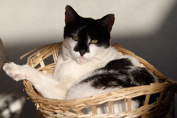 Korbkatze schwarz-weiss Kater im Korb liegen Krallenpfote Schnauze