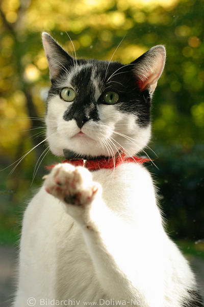 Katzenpfote ssse Schnauze Tierfoto am Glastr kratzt Fenster klopft stehend in Bild