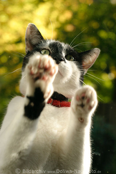 Katzenpfoten Bild kratzen Glastr vom Balkon stehend am Fenster will rein & gibt Zeichen
