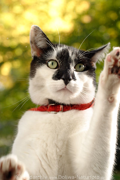 Kratzpfoten weisser Katzen helle Bilder  durch Glas ssser Tierkopf Portrts Augenblick frontal