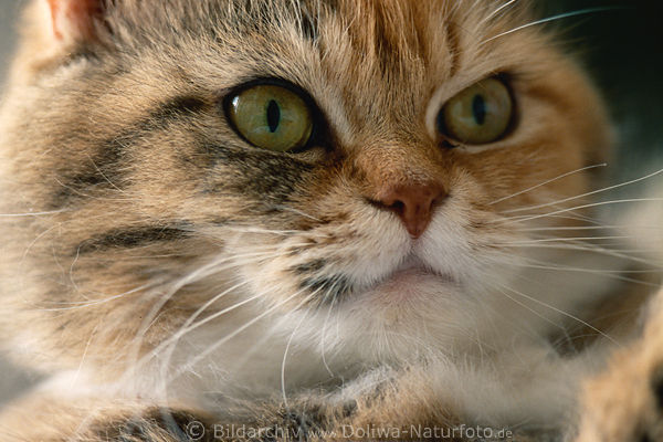 Ssse Schnauze der Perserkatze Nahbild Augen Nase Schnurrbart dichtes Fell weiss-braun