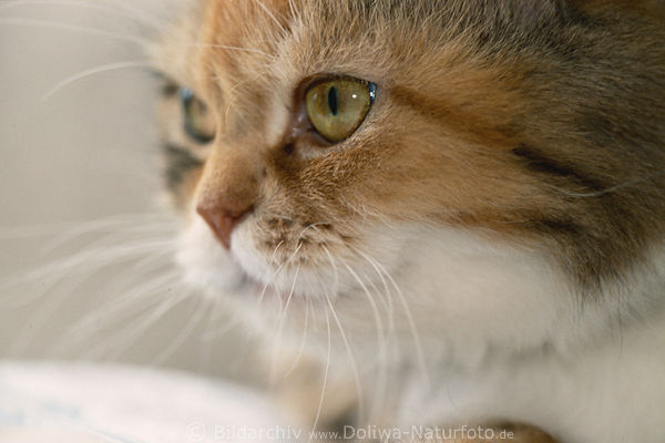 Perserkatze Auge in Blick Nase niedliche Schnute Nahfoto Kuscheltier Makrobild
