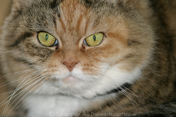Perserkatze ssse Schnute im Braunfell Augenblick Schnauze